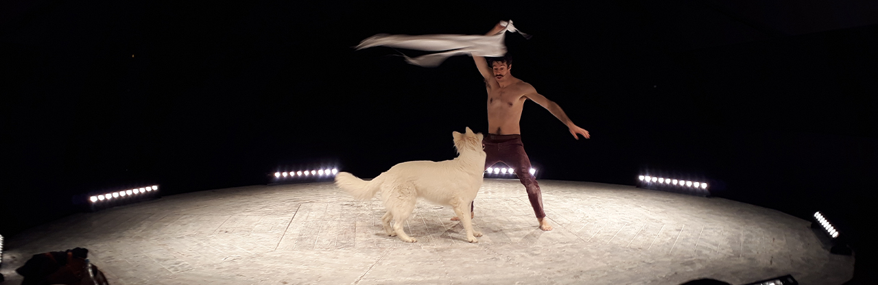 Carré curieux, Cirque vivant